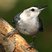 White-breasted Nuthatch